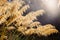 New Zealand native Toetoe grass close-up