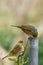 New Zealand native wax eye bird also known as silver eye or white eye