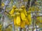 New Zealand: native yellow kowhai flower