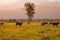 New Zealand natural landscape sunset tone with cows framing