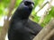 New Zealand North Island Kokako Bird