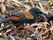 New Zealand North Island Saddleback - Tieke