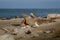 New Zealand Northern Dotterel seabird Tuturiwhatu Pukunui in its natural habitat at river mouth junction with sandy ocean beach