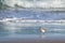 New Zealand Northern Dotterel seabird Tuturiwhatu Pukunui in its natural habitat at river mouth junction with sandy ocean beach