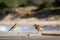 New Zealand Northern Dotterel seabird Tuturiwhatu Pukunui in its natural habitat at river mouth junction with sandy ocean beach