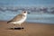 New Zealand Northern Dotterel seabird Tuturiwhatu Pukunui in its natural habitat at river mouth junction with sandy ocean beach