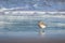 New Zealand Northern Dotterel seabird Tuturiwhatu Pukunui in its natural habitat at river mouth junction with sandy ocean beach
