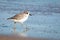 New Zealand Northern Dotterel seabird Tuturiwhatu Pukunui in its natural habitat at river mouth junction with sandy ocean beach