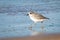 New Zealand Northern Dotterel seabird Tuturiwhatu Pukunui in its natural habitat at river mouth junction with sandy ocean beach