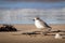 New Zealand Northern Dotterel seabird Tuturiwhatu Pukunui in its natural habitat at river mouth junction with sandy ocean beach