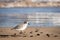 New Zealand Northern Dotterel seabird Tuturiwhatu Pukunui in its natural habitat at river mouth junction with sandy ocean beach