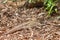 New Zealand Northern Tuatara reptile basking on dry leaves in rainforest