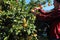 New Zealand orchard, fruit picking job in New Zealand, citruses picking