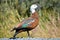 New Zealand Paradise Shelduck