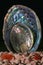 New Zealand Paua / Abalone Shells of Different Sizes From Large to Tiny