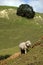 New Zealand Perendale Sheep