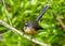 New Zealand pied fantail posing for portrait