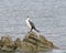 New Zealand Pied Shag on the Coast