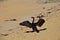 A New Zealand Pied Shag drying its plumage. New Zealand, Abel Tasman National Park