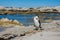 New Zealand Pied Shag on Kaikoura shore