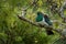 New Zealand pigeon - Hemiphaga novaeseelandiae - kereru sitting and feeding in the tree in New Zealand