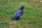 New Zealand pigeon or kereru Hemiphaga novaeseelandiae