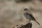 New Zealand pipit.