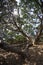 New zealand pohutukawa