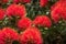 New Zealand Pohutukawa Flower Close Up