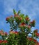 New Zealand Pohutukawa Tree in Full Mid Summer Bloom