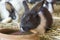 New Zealand Rabbit in a farm