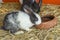 New Zealand Rabbit in a farm