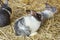 New Zealand Rabbit in a farm