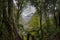 New Zealand, rain forest Franz Josef glacier view road