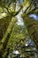 New Zealand, rain forest Franz Josef glacier view road