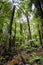 New Zealand, rain forest Franz Josef glacier view road