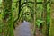 New Zealand rain forest in Westland National Park