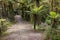 New Zealand rainforest with silver tree ferns