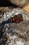 New Zealand red admiral butterfly sunbathing on a log