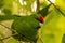 New Zealand Red Crowned Green Parakeet Kakariki Close Up