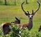 New Zealand red deer,