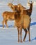 New Zealand red deer