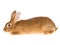 New Zealand Red domesticated rabbit, on white back