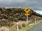 New Zealand Road Sign - Stallion