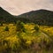 New Zealand, road to Lake Rotoroa