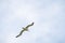 New Zealand Royal Albatross flying in the sky