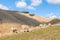 New Zealand rural landscape with flock of merino sheep