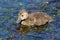 New Zealand Scaup chick