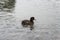 New Zealand scaup on Taupo Lake