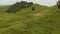 New Zealand scenery - landscape with the herd of sheep, sheep slowly walking towards, down the hill